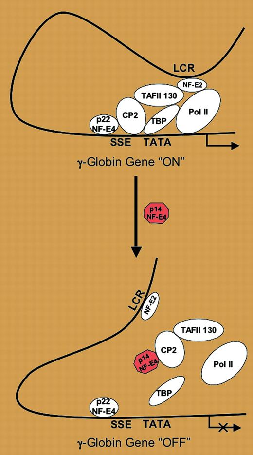 Model of p14 NF-E4 repression of γ-globin gene expression. See the complete figure in the article beginning on page 2138.