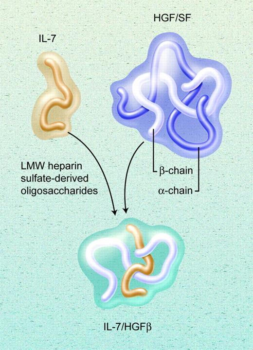 The IL-7/HGFβ hybrid cytokine induces greater proliferation of CFU-S, SLPs, and pre-pro-B cells than does native IL-7. The hybrid cytokine signals through both IL-7R (IL-7Rα plus γc) and c-Met. Illustration by A. Y. Chen.