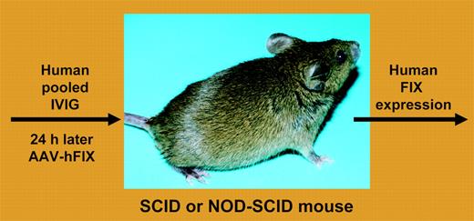 Passive AAV immunity model.