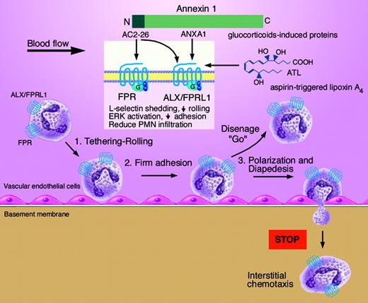 Neutrophil migration through vessels involves several stages of interactions with endothelium: tethering-rolling, stable adhesion, and diapedesis. Annexin 1 (ANXA1) and its N-terminal peptide (Ac2-26) directly interact with 2 G-protein-coupled receptors (FPR and ALX/FPRL1) to halt neutrophil diapedesis. Glucocorticoid-stimulated proteins (ANXA1 and Ac2-26), as well as aspirin-triggered lipoxin A4 (ATL), converge at the same receptor ALX/FPRL1 to both control excessive neutrophil infiltration and limit inflammatory responses. Illustration by Marie Dauenheimer.