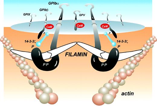 Structure of the GPIb-IX-V complex with filamin A, based on the results of Nakamura et al in this issue. Other potential signaling proteins associated with the cytoplasmic face of the GPIb-IX-V complex, 14-3-3ζ and calmodulin, are also shown along with known phosphorylation sites (P).