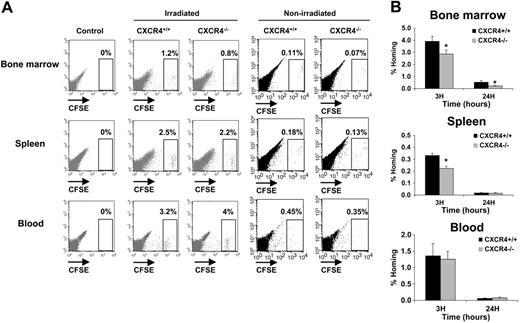 Figure 3. In vivo homing analysis of CXCR4+/+ and CXCR4–/– FL cells. Freshly isolated FL cells were stained with the CFSE dye as described in “In vivo homing assay.” A range of 20 × 106 to 30 × 106 CFSE+ cells for each genotype were injected in lethally syngenic irradiated and nonirradiated mice. Recipients were killed 3 and 24 hours after transplantation and BM, spleen, and blood were harvested and analyzed for the percentage of homed CFSE+ cells by flow cytometry. (A) Representative flow cytometry analysis of BM, spleen, and blood from control uninjected mice, CXCR4+/+ CFSE+–injected mice, and CXCR4–/– CFSE+–injected mice after 3 hours' homing in either irradiated or nonirradiated recipients. CFSE+ cell populations are shown in a gate and their relative numbers are indicated. (B) Histograms showing the percentage of recovered CFSE+ cells per organ (% Homing) in the BM, spleen, and blood 3 and 24 hours after transplantation. The results are calculated based on the formula described in “In vivo homing assay.” The formula is based on the percentage of homed CFSE+ donor cells multiplied by the cellularities of each organ recovered from mice after being lethally irradiated 24 hours before injected by CFSE+ donor cells and divided by the number of CFSE+ donor cells injected per mouse. Data representing mean ± SD of BM, spleen, and blood (n = 24 for each) cellularities (B as mentioned in the formula) were as follows: at 3 hours after injections Bmarrow = 171.8 × 106 ± 20.8 × 106 cells, Bspleen = 4.12 × 106 ± 1.4 × 106 cells, and Bblood = 15.86 × 106 ± 2.15 × 106 cells; and at 24 hours after injections Bmarrow = 30 × 106 ± 10.7 × 106 cells, Bspleen = 1.86 × 106 ± 0.5 × 106 cells, and Bblood = 1.2 × 106 ± 0.3 × 106 cells. Each histogram bar represents the mean ± SD of the percentage of homing obtained in 4 independent experiments (3 mice/genotype/time). *P < .01.