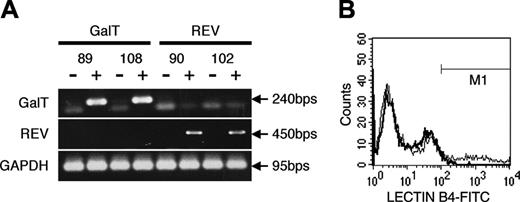 Figure 2. Transduction efficiency of BM cells in vitro by lentiviral vectors expressing GalT. (A) Specific integration in the genome assessed by PCR at 5 days after transduction. Genomic DNA was isolated from GalT and REV-transduced cells. Gene-specific primers were used to demonstrate the presence of the GalT and REV genes in transduced cells. The electrophoresis results from representative data are shown. – indicates not transduced, +; transduced. (B) Surface expression of αGal on transduced cells as assessed by flow cytometry using lectin-IB4 to identify αGal+ cells. The boldface line indicates nontransduced bone marrow; the thin line, GalT-transduced bone marrow.