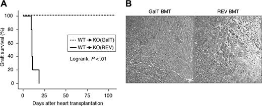 Figure 5. Permanent graft survival of GalT-mediated BMT mice. BMT mice received a heterotopic heart transplantation from WT (αGal+) mice 4 weeks after BMT (n = 5 for GalT and REV mice). Syngeneic hearts (WT to WT, GalT–/– to GalT–/–; n = 5 each) were not rejected during a period of 100 days (data not shown). (A) Graft survival assessed by Kaplan-Meier method. (B) The rejected grafts in REV BMT mice show severe focal inflammatory cell infiltration and myocardial necrosis in hematoxylin and eosin (HE)–stained sections (original magnification × 100). Grafts from GalT BMT mice that were killed at 100 days after heart transplantation showed no signs of rejection.
