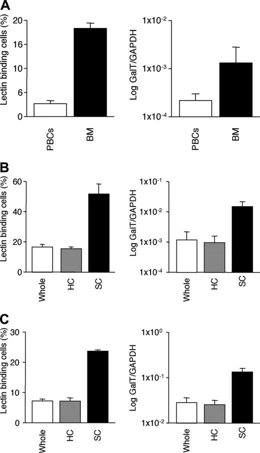 Figure 7. BM stromal cells show higher levels of transduction and chimerism compared with hematopoietic cells. (A) BM cells and PBCs were collected from killed GalT-transduced BMT mice. αGal expression was assessed by flow cytometry and genomic integration of GalT was assessed by quantitative PCR (n = 5). (B) Chimerism levels in BM stromal cells (SC) were higher than in hematopoietic cells (HC) (n = 5). BM cells were cultured in retronectin-coated plates for 24 hours and αGal expression and genomic integration of GalT were compared in harvested adhesive cells (SC) and nonadhesive cells (HC) (n = 5). (C) Transduced cells were harvested individually as adhesive cells and nonadhesive cells 5 days after transduction. αGal expression and genomic integration of GalT were high in stromal cells (n = 10 each). Data are shown as mean ± SE.