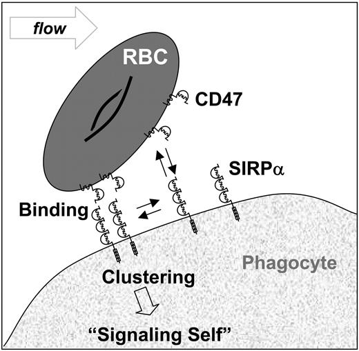 Figure 1. Adhesive interactions of SIRPα-CD47 on cell surfaces. Based on mouse studies, binding between CD47's Ig domain on RBCs and the N-terminal Ig domain of SIRPα (or SHPS-1, P84) on phagocytes is thought to trigger clustering of SIRPα. Phosphorylation events at SIRPα's cytoplasmic tail are then believed to ultimately signal “self” and inhibit phagocytosis of RBCs. This occurs through tyrosine phosphorylation of SIRPα5 and subsequent recruitment of phosphatases (SHP-1 predominantly).7