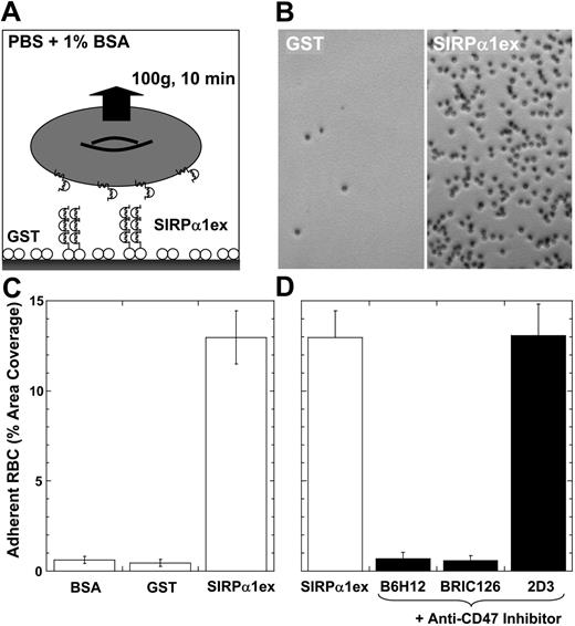Figure 3. CD47-mediated adhesion of human RBCs to human SIRPα1ex-coated surfaces. (A) Human RBCs were allowed to adhere at modest density to SIRPα1excoated wells in a 96-well plate for 10 minutes and centrifuged inverted for 10 minutes at 100g (cells remained wet). (B) Microscopy showed significant, intact adhesion of human RBCs to SIRPα1ex-coated wells but minimal adhesion to GST. (C) The fraction of well area covered by adherent RBCs after centrifugation was very small for bovine serum albumin (BSA)- and glutathione S-transferase (GST)-compared with SIRPα1ex-coated surfaces. (D) Prelabeling of human RBCs with blocking antibodies (B6H12 and BRIC126) prevented cell adhesion, whereas 2D3 did not inhibit or significantly enhance adhesion. The G-forces used here exert a sustained peeling force of approximately 100 pN on a human red cell (volume = 95 fL; density = 1.09 g/mL). Error bars indicate plus or minus 1 SD from multiple experiments.