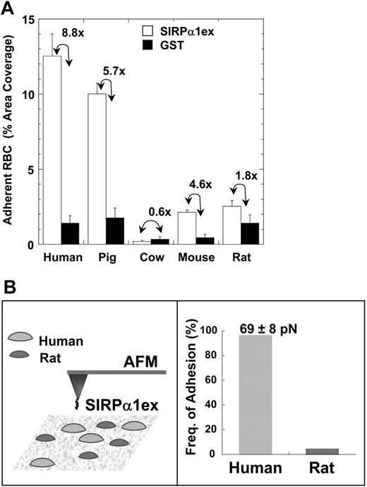Figure 4. Species-restricted adhesion of RBCs to human SIRPα1ex-coated surfaces. (A) RBCs from 5 mammalian species were allowed to adhere to either human SIRPα1ex- or GST-coated wells (∼10 000 molecules/μm2) and the fraction of well area covered by adherent RBCs after centrifugation was determined. Adhesion results closely matched the results from the flow cytometry-based SIRPα1ex binding assay. Only RBCs from human and pig showed significant adhesion to SIRPα1excoated wells among the species tested. The ratio of RBC area coverage on SIRPα1ex to that on GST is indicated. (B) Human and rat RBCs are probed using atomic force microscopy using human SIRPα1ex-coated tips, leading to almost 100% adhesion with human cells. Almost no adhesion is seen with rat cells. The force required to disrupt single bonds of CD47-SIRPα is approximately 70 pN. See Document S1 and Figures S1-S3 for details on AFM experiments. Error bars represent 1 SD from multiple experiments.