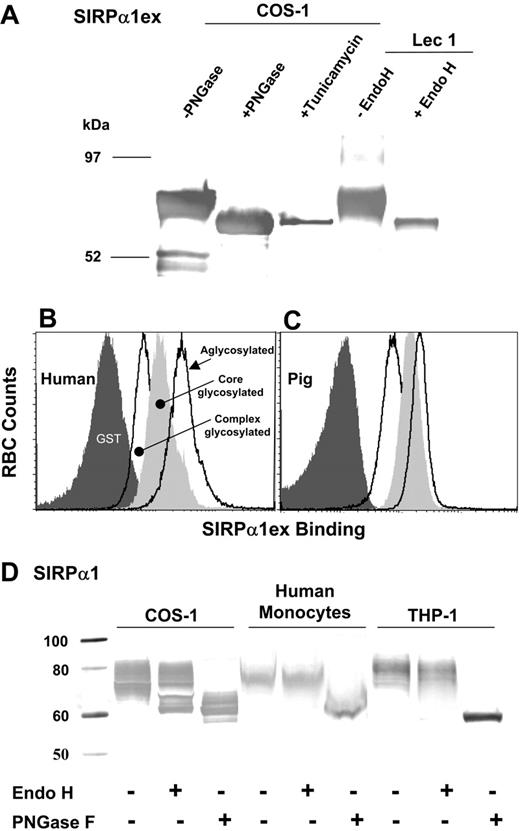 Figure 5. Characterization of glycosylation in recombinant and native SIRPα and effects on binding to RBCs. (A) Purified soluble human SIRPα1ex produced in COS-1 cells (in the presence or absence of tunicamycin) or from Lec-1 cells detected using anti-GST is shown. The Lec-1 product is Endo H sensitive, whereas PNGase is required to remove all glycans from the COS-1 product (without inhibitors). Human RBCs (B) or pig RBCs (C) were labeled with complex glycosylated, core glycosylated, and aglycosylated human SIRPα1ex complexed with fluorescent anti-GST. Alteration in the type of N-linked glycans (complex/hybrid to mannose) or removal of N-linked glycans enhances binding to both human and pig RBCs. (D) Recombinant human SIRPα1 from COS-1 cells and native SIRPα from human monocytes and THP-1 cells is detected using a C-terminus peptide-specific anti-SIRPα. Recombinant and native SIRPα show limited Endo H sensitivity, requiring PNGase for complete deglycosylation, indicating complex/hybrid glycans. Extent of glycosylation is also similar between these forms of SIRPα. See Document S1 and Figures S1-S3 for Western blotting details.