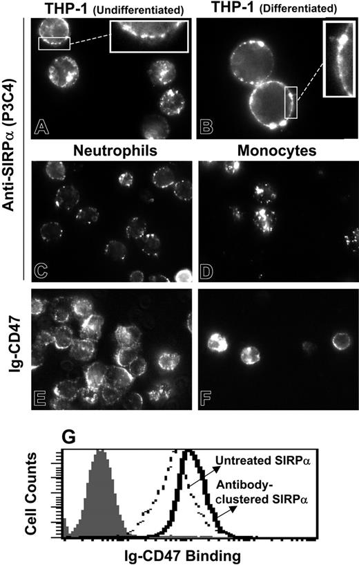 Figure 7. Ligand-induced clustering of SIRPα on phagocytes. Freshly isolated human neutrophils and monocytes as well as undifferentiated THP-1 cells and PMA-differentiated THP-1 cells were labeled (at RT, without fixation) with antibody P3C4 against human SIRPα (A-D). Bound antibody was detected with R-phycoerythrin-tagged secondary antibody. Inset images magnify the membrane association. (E-F) Neutrophils and monocytes were also stained with biotinylated Ig-CD4718 and fluorescent extravidin. Ligand-induced SIRPα clusters are clearly visible for both ligands and for all phagocytes. Average pixel intensity in unclustered regions was calculated to determine the fraction of cell area with at least 2- or 5-fold the mean unclustered pixel intensity. Antibody-mediated preclustering of SIRPα with P3C4 enhances Ig-CD47 binding (G).