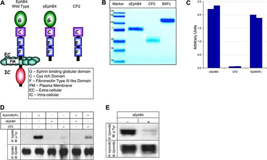 Figure 1. Structure and biochemical properties. (A) Schematic illustration of truncated soluble proteins. (B) SDS-PAGE. Coomassie staining of EphB4-derived soluble proteins. (C) Binding of EphrinB2-AP fusion protein to EphB4 soluble proteins immobilized on Ni-NTA agarose beads. Results of 2 independent experiments are shown for each protein. Experiments were repeated 3 times (D) Tyrosine phosphorylation of EphB4 receptor in HUVECs in response to stimulation with EphrinB2-Fc (15 minutes) in the absence or presence of EphB4-derived soluble proteins. (E) Tyrosine phosphorylation of EphrinB2 by EphB4 in the presence of sEphB4. 293T cells transiently transfected with full-length EphrinB2 and EphB4 expression vector were cocultured (15 minutes) with or without sEphB4 for 24 hours (see “Monomeric sEphB4 antagonizes forward and reverse signaling” for details). Total amount of EphrinB2 by Western blot (bottom panel) and phosphorylation status of EphrinB2 after immunoprecipitation (IP) (top panel) are shown. Experiments were repeated twice.