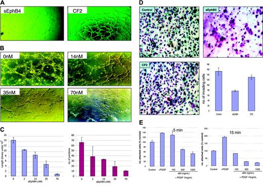 Figure 2. sEphB4 inhibits tubule formation on Matrigel in vitro. (A) HUVECs were cultured on standard Matrigel in growth factor-stimulated conditions with either sEphB4 or CF2 proteins for 24 hours. Shown are representative pictures from triplicate wells repeated twice. (B) Dose response. HUVECs were cultured as described in panel A with sEphB4 at indicated concentrations. (C) Quantitative analysis of data from panel B for tube length and the number of junctions in sEphB4-treated HUVECs (Bioquant Image Analysis; mean from triplicate wells in 2 repetition experiments). (D) sEphB4 inhibits invasion of HUVECs (top right) compared to cells treated with CF2 (bottom left) or no treatment (top left). Data are presented as number of invading cells ± SE from duplicate wells in 2 experiments (bottom right). (E) sEphB4 inhibits PDGF-stimulated attachment of HUAECs to Matrigel over 5 minutes and 15 minutes. Shown are number of attached cells as a percentage of control in triplicate wells; experiment was repeated twice. Photomicrographs in panels A, B, and D were taken using a Nikon Coolpix 5000 camera (Nikon, Tokyo, Japan) and a Carl Zeiss Invertoskop microscope (Zeiss, Goettingen, Germany) with a 4 ×/0.12 NA objective and 10 × eyepiece.
