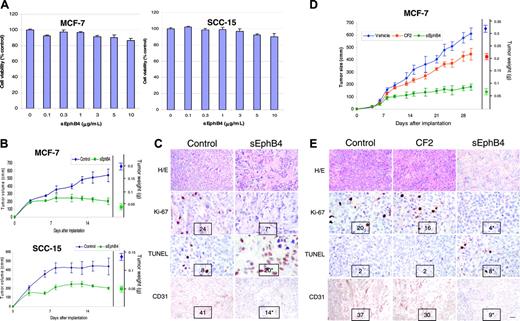 Figure 4. sEphB4 inhibits the tumor growth in a murine tumor xenograft model. (A) 1 × 104 MCF-7 and SCC-15 cells were grown in triplicate in the presence of increasing concentrations of sEphB4 for 72 hours. Cell viability was assessed by MTT assay. The experiment was repeated twice. (B) Mice (n = 6/group) were given implants with 5 × 106 SCC-15 or MCF-7 cells in a Matrigel preparation with PBS or sEphB4 (70 nM) and tumor volumes measured 3 times a week. Three weeks after implantation, tumors were harvested and weighed (right axis). Tumor volumes were significantly smaller in the sEphB4 arm, beginning on day 7 of measurement. The experiment was repeated twice. (C) Representative histology (hematoxylin and eosin) of SCC-15 tumors is shown. Tumor proliferation was assessed by immunohistochemical detection of Ki-67 protein and apoptosis by TUNEL. Microvasculature was assessed by CD31 immunohistochemistry. Number of cells staining positive was averaged over 5 random 40 × fields by a blinded observer and is shown at the bottom of each photomicrograph. (D) For assessing the effect of systemic administration of sEphB4, mice (n = 6/group) were given implants of tumor cells subcutaneously and treated with sEphB4 or CF2 (10 mg/kg/d) or an equal volume of PBS intravenously starting on day 4. Tumor volumes and weights were assessed as in panel B. Tumor volumes were significantly smaller in the sEphB4 arm compared to animals treated with PBS and CF2. (E) Histologic analysis of harvested MCF-7 tumors was performed as in panel C. All values are expressed as mean ± SEM. *P < .01 by Student t test. Bar in bottom right panel in E represents 100 μm in hematoxylin-eosin section, 60 μm in Ki-67 and apoptosis sections, and 75 μm in CD31 sections. Photomicrographs in panels C and E were taken using a Nikon Coolpix 5000 camera and a Nikon Eclipse E400 microscope with a 10 × eyepiece. Magnification was as follows: top row, 4 ×/0.13 NA; middle rows, 40 ×/0.75 NA; and bottom rows, 20 ×/0.5 NA objectives.