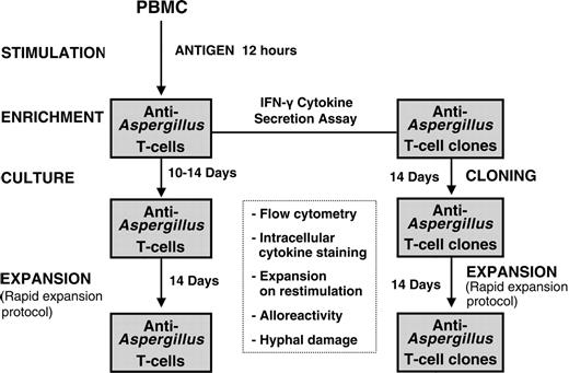 Figure 1. Schematic diagram for generation of functionally active anti-Aspergillus T lymphocytes. After stimulation of 1 × 108 PBMCs with the cellular extract EC SAB of A fumigatus, IFN-γ-producing cells were isolated using the IFN-γ secretion assay. Anti-Aspergillus T cells either were further expanded or were used to generate functionally active T cell clones by limiting dilution. Characterization of the functionally active T cells included flow cytometry, including intracellular, antigen-triggered cytokine staining, expansion on restimulation, hyphal damage, and assessment of alloreactivity.