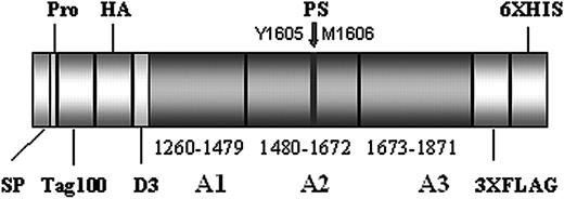 Figure 2. Outline of the pIRES neo 2 A1-A2-A3 WT construct. The protein contains the A1 through A3 domain of von Willebrand factor (VWF) plus a short segment of the D3 domain (residues V1229 through L1871). The VWF fragment is enveloped by a N-terminal Tag100 and HA sequence and a C-terminal (3 ×) FLAG and (6 ×) HIS sequence, respectively. The proteolytic cleavage site (PS) for ADAMTS13 is located in the A2 domain between residues Y1605 and M1606 (marked by an arrow). SP indicates signal peptide; pro, first 3 residues of the VWF propeptide.
