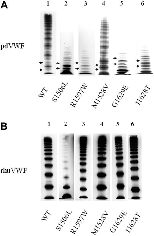 Figure 3. Typical VWF multimer patterns in classical VWD type 2A. VWF multimers were separated by SDS gel electrophoresis and visualized by immunostaining. (A) Plasma-derived VWF (pdVWF). Lane 1 shows wild-type VWF (VWF-WT); lane 2, VWF of a patient with a group 1 mutation (S1506L); and lanes 3-6, VWF of patients with group 2 mutations (R1597W, M1528V, G1629E, and I1628T). Compared with VWF-WT, patient samples lack HMWMs and show pronounced subbands of VWF (marked by arrows). (B) “Homozygous” rhuVWF. Lane 1 shows rhuVWF-WT; lane 2, group 1 mutant rhuVWF1506L lacking high- and intermediate-molecular-weight multimers of VWF; and lanes 3-6, group 2 mutants rhuVWF1597W, rhuVWF1528V, rhuVWF1629E, and rhuVWF1628T with multimer patterns indistinguishable from rhuVWF-WT. Note that in the recombinant VWF proteins there is no triplet pattern and no subbands, respectively, due to the absence of ADAMTS13 in the expression system. Patient samples were collected over several years and analyzed on different gels. Images were adjusted for size and brightness (Microsoft PowerPoint 2000; Redmond, WA).