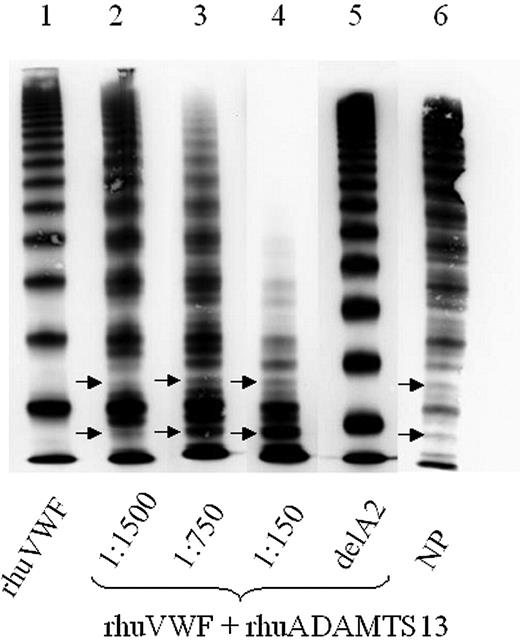 Figure 4. ADAMTS13 assay using wild-type full-length von Willebrand factor (VWF). Wild-type rhuVWF-WT was digested by increasing concentrations of rhuADAMTS13. Although the undigested control (lane 1) lacks a triplet structure of the individual oligomers, these are specifically generated by ADAMTS13 digestion in a dose-dependent manner, paralleled by loss of HMWMs (lanes 2-4). Arrows mark the characteristic outer subbands of VWF. Deletion of the A2 domain of VWF, which contains the specific ADAMTS13 cleavage site, abrogates VWF proteolysis by ADAMTS13 (lane 5). NP indicates normal plasma pool (lane 6).