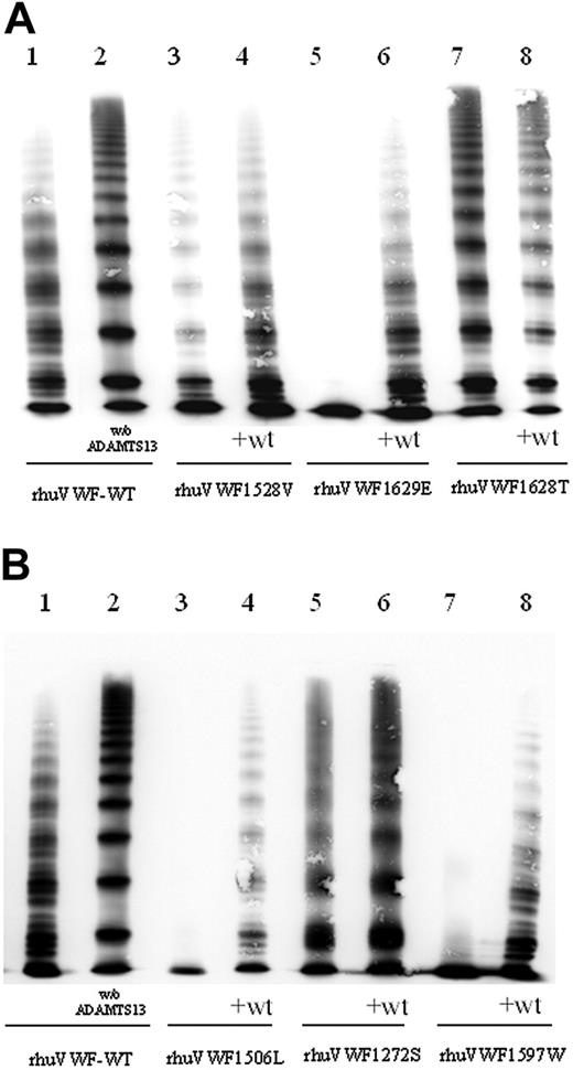 Figure 5. ADAMTS13 assay using mutant full-length VWF. rhuVWF-WT and mutant VWF were digested by ADAMTS13 and subject to multimer analysis. The specific susceptibility to ADAMTS13-dependent proteolysis can be assessed by comparing the loss of HMWMs of VWF and the appearance of the proteolytic subbands between wild-type and mutant VWF. (A) Compared with rhuVWF-WT (lane 1) there is a moderately increased (rhuVWF1528V, lanes 3 and 4), highly increased (rhuVWF1629E, lanes 5 and 6), or reduced (rhuVWF1628T, lanes 7 and 8) degradation of mutant VWF. Increased cleavage is less prominent in the coexpression experiments (+wt, lanes 4, 6, and 8). (B) G1506L represents a group 1 mutation and has an increased susceptibility for ADAMTS13 (lanes 3 and 4); C1272 causes almost no change in proteolytic degradation (lanes 5 and 6); and R1597W is a classical group 2 mutation and exhibits increased susceptibility for ADAMTS13-dependent proteolysis (lanes 7 and 8). w/o ADAMTS13 indicates the undigested control of rhuVWF-WT (lane 2 of panels A and B).