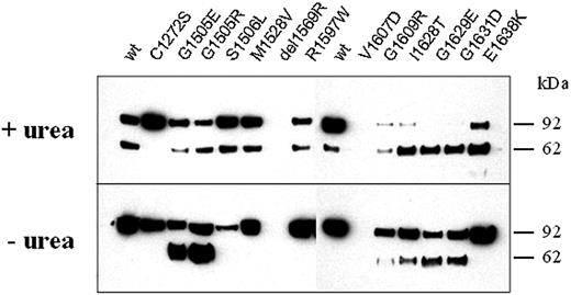 Figure 6. Digestion of the A1-A2-A3 domain fragments of VWF (rhuVWFA1-A2-A3) by rhuADAMTS13. WT and mutant VWF fragments were incubated with rhuADAMTS13 either under denaturing (+urea; top gel) or nondenaturing (– urea; bottom gel) conditions and visualized by SDS-PAGE and immunostaining (anti-HA antibody; numbers on the right side refer to a molecular weight marker). Although rhuVWFA1-A2-A3-WT is cleaved under denaturing conditions only, rhuVWFA1-A2-A3 harboring either the mutation G1505E, G1505R, G1609R, I1628T, G1629E, or G1631D is cleaved also under nondenaturing conditions as indicated by the appearance of smaller fragments.