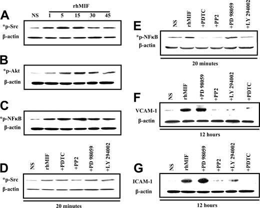 Figure 6. Immunoblotting of MNs stimulated with rhMIF for various time points. (A) MNs were stimulated with rhMIF (50 nM) for time periods of 1 minute to 45 minutes. rhMIF induced a marked increase in Src, Akt, and NFκB phosphorylation in a time-dependent manner compared with nonstimulated cells. This phosphorylation was inhibited by relatively specific chemical inhibitors (A-E). (B) Western blotting was performed with MNs stimulated with rhMIF (50 nM) for 12 hours to examine the up-regulation of VCAM-1 and ICAM-1. For inhibitor studies, MNs were pretreated with PP2, LY, PD, and PDTC for 1 hour prior to stimulating with rhMIF. All inhibitors were used at 10 μM concentration except PDTC (100 μM). rhMIF induced a marked increase in VCAM-1 and ICAM-1 in MNs at 12 hours. rhMIF-induced MN VCAM-1 and ICAM-1 up-regulations were abrogated by the inhibitors of Src, PI3K, and NFκB, but an inhibitor of Erk1/2 did not affect the expression of the adhesion molecules (F-G). Each blot represents 1 of 3 experiments.