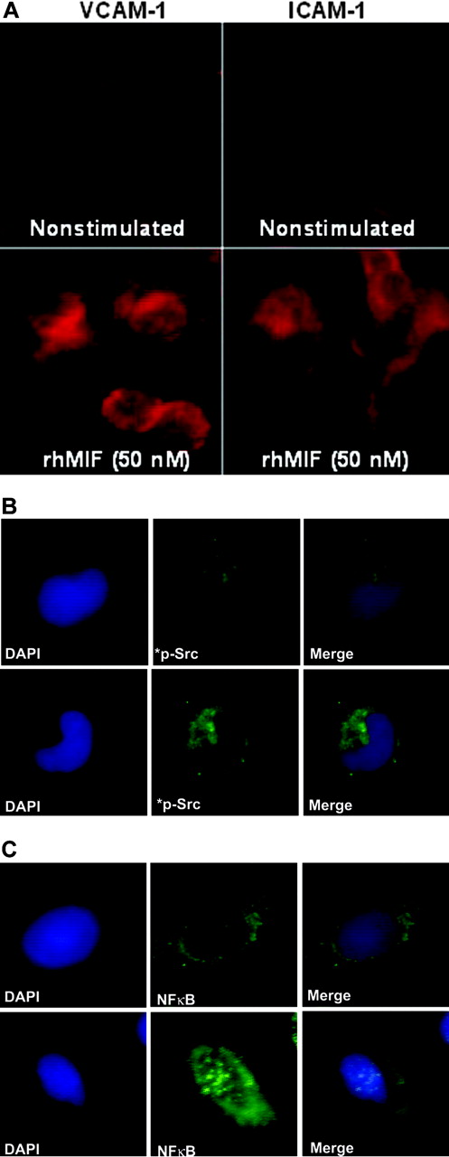 Figure 7. rhMIF induces VCAM-1 and ICAM-1 on MNs via Src and NFκB as determined by immunofluorescence. MNs were plated in 8-well chamber slides overnight. MNs were stimulated with rhMIF (50 nM) for 10 hours and studied for VCAM-1 and ICAM-1 expression using FITC-conjugated and PE-conjugated secondary antibodies. VCAM-1 and ICAM-1 expression was visible on the cell surface (A). To investigate Src activation by rhMIF, MNs were stimulated for 20 minutes. Panels B and C show immunopositivity for phospho-Src and phospho-NFκBp65 compared with NS cells. DAPI was added to stain nuclei. We have merged the DAPI and phosphorylation images in panels B and C to show the nuclear and cytoplasmic localization of phospho-NFκBp65 and phospho-Src. NS indicates nonstimulated. Images were captured using an Olympus BX fluorescence microscope with attached Olympus camera (Olympus, Melville, NY) and a 100 ×/1.3 numeric aperture objective, with oil as an imaging medium. Images were assembled using Adobe Photoshop software, version 7.01 (Adobe Systems, San Jose, CA).