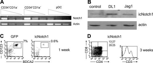 Figure 3. Notch1 activation is incompatible with pDC development. (A) Serial dilutions of CD34+CD1a-, CD34+CD1a+, and CD123hiCD45RA+ cells were analyzed for expression of Notch1 mRNA by RT-PCR. Actin mRNA levels were measured as loading control (n = 3). (B) CD34+CD1a- cells were cocultured for 3 hours with OP9-DL1, OP9-Jag1, or control cells. The presence of non-membrane-bound intracellular Notch1 (icNotch1) was analyzed by Western blot using an antibody recognizing the intracellular part of the Notch1 receptor.An antibody recognizing actin was used as loading control (n = 2). (C) CD34+CD1a- cells were retrovirally transduced with icNotch1 or GFP control virus, cocultured on OP9 control cells, and analyzed for the presence of CD123hiBDCA2+ pDCs after 1 week (n = 4), or (D) analyzed for the presence of CD4, CD8, and CD3 after 3 weeks (n = 2). Experiments representative of at least 2 experiments are shown.