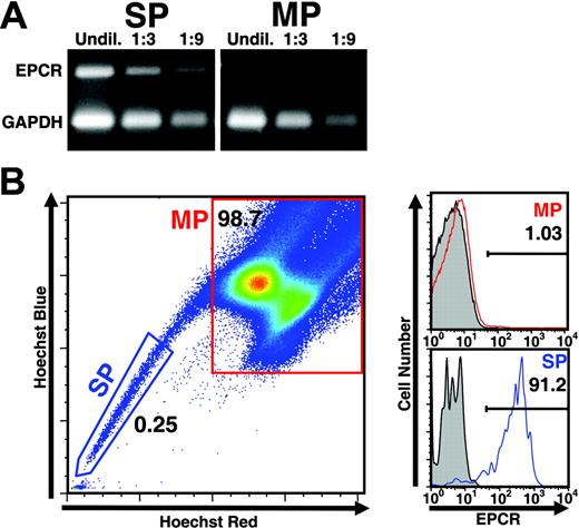 Figure 1. Specific expression of EPCR by SP cells. (A) RNA from sorted side population (SP) or main population (MP) cells was extracted and subjected to multiplex RT-PCR to detect expression of EPCR message. EPCR message was easily amplified from SP cell RNA but was nearly undetectable within a similar quantity of MP RNA (n = 3). (B) C57BL/6 total bone marrow was stained with Hoechst 33342 dye to identify the SP and further stained with mAb 1560, a monoclonal antibody specific for EPCR. Gray histograms denote level of staining produced by isotype control antibody. Red and blue histograms represent specific staining by mAb 1560. EPCR protein is readily detectable at the cell surface of SP cells with very little expression detectable in MP (n = 5).
