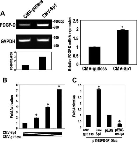 Figure 4. Sp1 activates PDGF-D transcription and mRNA expression. (A) SMCs were transfected with 30 μg Sp1 expression vector CMV-Sp1 or backbone vector CMV-gutless. Semiquantitative RT-PCR (left) or real-time PCR (right) was performed after 24 hours. (B) Transient cotransfection of CMV-Sp1 (1-3 μg) or the corresponding amount of CMV-gutless together with 10 μg p1168PDGF-Dluc to demonstrate Sp1 dependence. Promoter activity was assessed after 24 hours. Results are expressed as fold induction compared with backbone vector. (C) SMCs were cotransfected with 3 μg of Sp1 plasmid or dominant-negative Sp1 (pEBG-DN-Sp1), respectively, together with 10 μg p1168PDGF-Dluc. Luciferase activity was determined after 24 hours. The data are representative of at least 2 independent experiments. Error bars represent SEM performed in duplicate or triplicate. *P < .05 relative to control using Student t test.