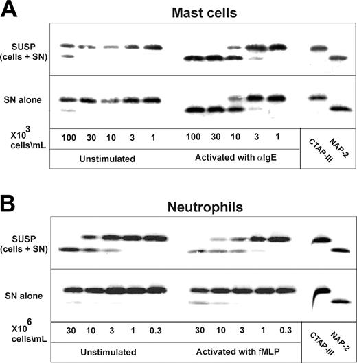 Figure 1. Processing of CTAP-III by human skin mast cells and neutrophils. Increasing concentrations of human skin mast cells were incubated with cross-linking goat α-IgE antiserum (3 μg/mL) or left untreated for 30 minutes at 37°C (A). For comparison, increasing concentrations of human neutrophils were either incubated with fMLP or left untreated under the same conditions (B). Immediately following the stimulation period, cell samples were split and the original cell suspensions (SUSP) as well as the cell-free supernatants (SN) prepared thereof were incubated with 3 μM CTAP-III for 30 minutes (A-B). Thereafter, 2 μL cell-free supernatant of each sample and standard preparations of CTAP-III and NAP-2 (50 ng per lane) were separated by SDS-PAGE, subjected to Western blotting, and immunochemically stained to visualize CTAP-III and potential degradation products with rabbit antiserum Rα-βTG and an IRDye 800-conjugated goat α-rabbit antiserum. Data from 1 representative experiment of 3 are shown.