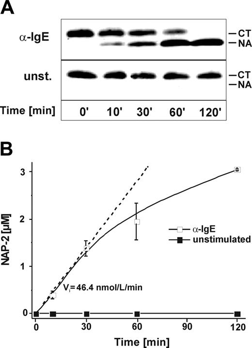 Figure 2. Time course of mast cell–mediated NAP-2 formation as detected by immunoreactivity and biologic activity. A fixed concentration (1 × 104/mL) of either α-IgE–stimulated (□) or unstimulated (▪) MCs was incubated with 3 μM CTAP-III for increasing periods of time. Thereafter, 2 μL cell-free supernatant of each sample and standard preparations of CTAP-III and NAP-2 (50 ng per lane) were separated by SDS-PAGE, subjected to Western blotting, and immunochemically stained with rabbit antiserum Rα-βTG to visualize CTAP-III and potential degradation products (A). Migration of standard CTAP-III (CT) and NAP-2 (NA) is indicated. Data from 1 representative experiment of 3 are shown. For quantification of NAP-2 biologic activity, CTAP-III and derivates were isolated from recovered cell-free supernatants by immunoaffinity chromatography, and the amount of NAP-2–like activity formed was assessed by its neutrophil-stimulating capacity as determined by the elastase release assay against a standard of purified NAP-2 (B). Shown are means ± SD of data obtained in 3 independent experiments. In the approach using α-IgE–stimulated MCs, the initial velocity (Vi) of NAP-2 formation was calculated as the increase in NAP-2 concentration per minute on the basis of the first time point at which significantly elevated NAP-2-levels could be detected.