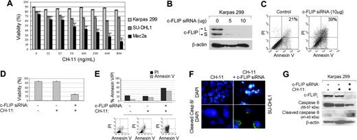 Figure 1. ALK+ ALCL cells are resistant to CD95/FAS-induced cell death as a result of c-FLIP overexpression. (A) Using trypan blue exclusion assay, cell viability did not change after treatment of 2 ALK+ ALCL cell lines, Karpas 299 and SU-DHL1, with increasing concentrations of the CH-11 antibody, an inducer of the extrinsic apoptotic pathway. These experiments were performed in triplicate, and the mean percentage of viable cells was calculated. Flow cytometry also showed no change in annexin V binding after treatment of Karpas 299 and SU-DHL1 cells with increasing concentrations of CH-11 (data not shown). By contrast, cell viability of the control CD30+ T-cell lymphoma cell line, Mac2a, decreased significantly after treatment of cells with increasing concentrations of the CH-11 antibody. Approximately 60% death of Mac2a cells was seen at a concentration of 200 ng/mL CH-11. Similar results were obtained for a control B-cell line, Mino (not shown). (B) Karpas 299 cells were transiently transfected with 5 μg or 10 μg c-FLIP siRNA, and whole-cell lysates were prepared at 48 hours after transfection. Immunoblots showed that endogenous c-FLIP expression was completely inhibited when 10 μg siRNA was used. (C) Transient transfection of Karpas 299 cells with 10 μg siRNA resulted in increased annexin V binding (from 21% to 39%) as shown by flow cytometry. Control transient transfections of Karpas 299 and SU-DHL1 cells with 10 μg or 20 μg siRNA (Ambion) of 2 housekeeping genes, GAPDH and 4EBP1, were also performed using the Nucleofector system (Amaxa Biosystems). No changes in cell viability and only minimal changes in the fraction of annexin V-positive cells were observed (not shown). These experiments were performed in triplicate. (D) Karpas 299 cells were initially transfected with 10 μg c-FLIP siRNA and, at 24 hours after transfection, the cells were treated with 200 ng/mL CH-11. As shown here, inhibition of c-FLIP expression significantly sensitized Karpas 299 cells to FAS-mediated apoptosis induced by CH-11. Cell viability was assessed by trypan blue exclusion studies. Bar graphs show results from experiments performed in triplicate using SU-DHL1 cells. Similar results were obtained using Karpas 299 cells. (E) Annexin V/propidium iodide (PI) staining assessed by flow cytometry showed a substantial increase of annexin V-positive (from 10% to 45%) and PI-positive SU-DHL1 cells. (F) Evidence of apoptotic morphology (nuclear condensation and fragmentation) in SU-DHL1 cells stained with 4′,6′-diamidino-2-phenylidole (DAPI) (top panel). Membranous and cytoplasmic expression of cleaved caspase-8 detected using an immunofluorescence method in SU-DHL1 cells that were treated with CH-11 and c-FLIP siRNA (bottom panel). Similar findings were seen using Karpas 299 cells. Immunofluorescence: × 400 original magnification. Images were obtained with a BX51 Olympus microscope and a DP12 Olympus camera (Olympus, Melville, NY). An Olympus universal semi-apochromat UPlan FI objective lens (40 ×/0.75 NA) was used. (G) Immunoblots showed that CH-11-induced apoptotic cell death is associated with cleavage of caspase-8 in Karpas 299 (and SU-DHL1) cells treated with c-FLIP siRNA. Error bars in panels A and D indicate standard error.