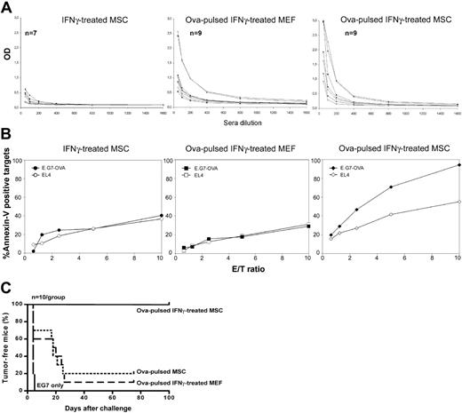 Figure 5. MSC-induced antigen-specific immune responses in vivo. C57BL/6 MSCs or MEF cells were treated in vitro with recombinant IFNγ and soluble ovalbumin for 20 hours, washed with PBS, and injected (0.1 × 106 cells) intraperitoneally into syngeneic C57BL/6 mice. Two weeks later, the mice were injected a second time with the corresponding cells (0.2 × 106) and 1 week after, ovalbumin-specific immune responses were assessed. (A) Serum samples of immunized mice were collected at day 20 after the first immunization, added at different dilutions to ovalbumin-coated 96-well plates and titered for antiovalbumin anti-bodies. (B) Splenocytes were isolated from immunized mice at day 21 after the first immunization and restimulated in vitro with mitomycin C-treated ovalbumin-expressing E.G7 cells. Five days later, CD8+ T cells were purified from the reactivated splenocytes (> 90% purity) and used as effectors in annexin-V-based CTL assays against EL4 or E.G7 target cells (1 of 2 representative experiments is shown). (C) Immunized mice were challenged at day 21 after the first immunization with a subcutaneous injection of 2 × 106 ovalbumin-expressing E.G7 tumor cells.