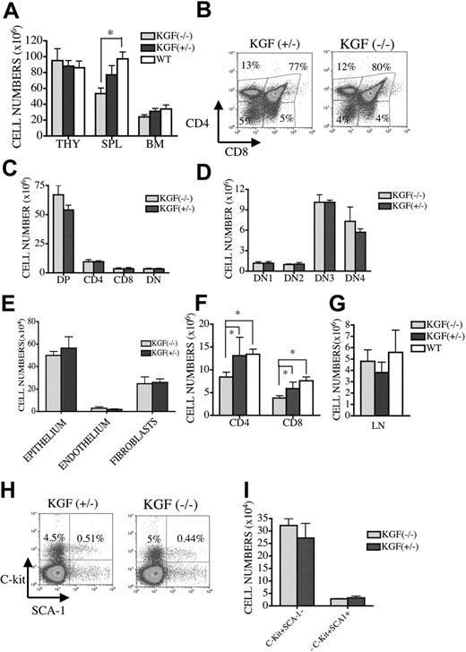 Figure 1. KGF-/- mice have intact T-cell development in the thymus. (A) Nine- to 12-week-old KGF-/-, KGF+/-, and WT controls (B6.129) were killed, and thymic, splenic, and BM cellularities were determined. (B-D) Ten- to 12-week-old KGF-/- and KGF+/- mice were killed and stained with anti-CD4, -CD8, -CD3, -CD44, and -CD25 antibodies, and thymic subpopulations were determined (DP, CD4+CD8+; DN, CD4-CD8-; DN1, CD44+CD25-CD4-CD8-CD3-; DN2, CD44+CD25+CD4-CD8-CD3-; DN3, CD44-CD25+CD4-CD8-CD3-; DN4, CD44-CD25-CD4-CD8-CD3-). (E) Thymic stromal cell populations were determined in KGF-/- and KGF+/- mice (according to the protocol described in “Materials and methods”). (F) Splenocytes from KGF-/- and KGF+/- mice were stained with CD4- and CD8- antibodies, and total CD4+ and CD8+ T-cell numbers were determined by flow cytometric analyses and splenic counts. (G) Peripheral lymph node (axillary and inguinal) cellularities of KGF-/-, KGF+/-, and WT mice were determined. (H-I) Bone marrow cells from KGF-/- and KGF+/- mice were stained with lineage-specific antibodies (anti-CD3, -CD11b, -Gr-1, -B220, and -NK1.1), anti-C-kit, and anti-SCA-1 antibodies. Stem cell populations were determined by multicolor flow cytometric analysis of lineage-negative cells, and the BM cell count from one mouse leg. Values represent mean (± SEM) and n = 6 to 12 mice per group. *P < .05.