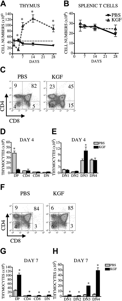 Figure 4. KGF administration enhances thymopoiesis in young and middleaged normal mice. Normal 3-month-old CBA mice received 5 mg/kg KGF or PBS subcutaneously on 3 consecutive days. Mice were harvested at different time points after KGF administration, and thymic and splenic cellularity were determined. (A) Thymic cellularity at days 1, 4, 7, 14, and 28 after KGF administration in young mice. Dotted gray line represents normal number of thymocytes (3-month-old CBA). (B) Splenic CD3+ T-cell numbers at days 4, 7, 14, and 28 after KGF administration in young mice. (C-H) Thymic cellularity and the number of thymocyte subsets were determined at days 4 and 7 after the final administration of KGF. Thymocytes were stained, and subpopulation numbers were calculated as described in Figure 1. Values represent mean (± SEM) and n = 4-8 per group. *P < .05.