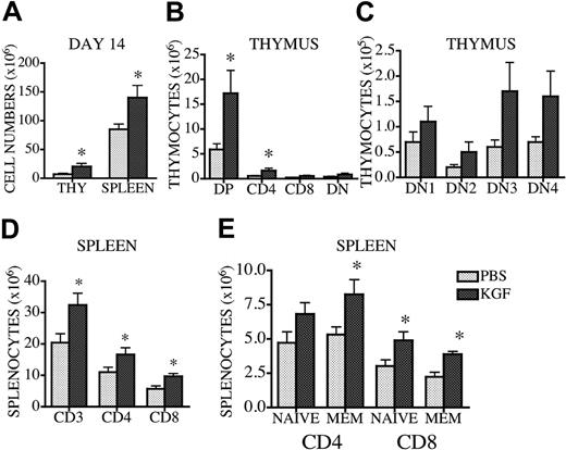 Figure 5. KGF administration enhances thymopoiesis and peripheral T-cell development in 18-month-old mice. Eighteen-month-old CBA mice received 5 mg/kg KGF or PBS subcutaneously on 3 consecutive days. Mice were harvested 14 days after KGF administration, and thymic and splenic cellularity were determined. (A) Thymic and splenic cellularity are depicted. (B-C) Thymic subpopulations were calculated as described in Figure 1. (D) Splenic T-cell numbers were determined as described in Table 1. (E) Splenocytes were stained with anti-CD4, -CD8, and -CD44 antibodies, and the percentages of T cells (naive CD4, CD4+CD44-; memory CD4, CD4+CD44+; naive CD8, CD8+CD44-; and memory CD8, CD8+CD44+) were determined by multicolor flow cytometry. Values represent mean (± SEM) and n = 4-8 per group. *P < .05.