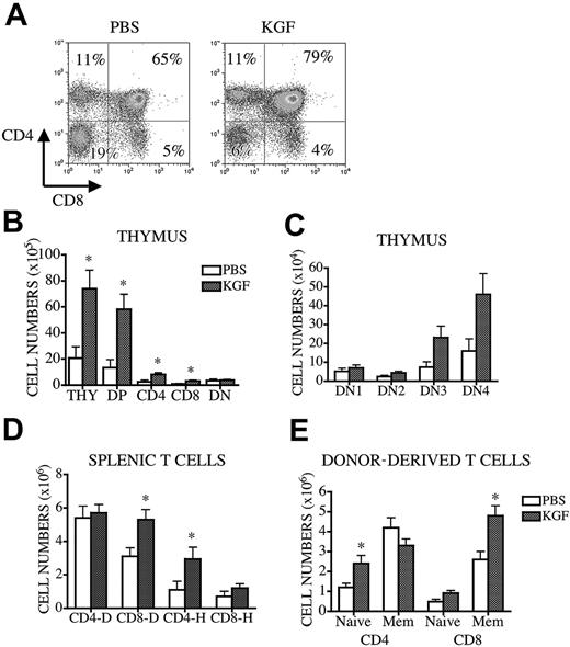 Figure 6. Pretransplantation administration of KGF in middle-aged recipients of allogeneic BM transplant increases thymopoiesis. Lethally irradiated (1300 cGy) 12-month-old CBA mice were transplanted with T-cell-depleted B10.BR BM (10 × 106). Recipients received either KGF (5 mg/kg/d) or PBS subcutaneously from days -6 to -4. Mice were harvested at day 56, and thymic and splenic cellularities were determined. (A-C) Thymic subpopulations were calculated as described in Figure 1. (D) The number of donor- or host-derived splenic CD4+ and CD8+ T cells from recipients of allogeneic BM transplant are shown. (E) Splenocytes stained with anti-CD4, -CD8, -CD44, and -Ly9.1 antibodies and donor-derived naive and memory T-cell numbers were calculated as described in Figure 5. Values represent mean (± SEM) and n = 6 mice per group. *P < .05.