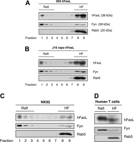 Figure 1. Ligand-independent partitioning of FasL in lipid membrane rafts. (A) PNSs from HEK293 cells stably expressing human FasL were prepared and then solubilized in Brij 98 before they were subjected to sucrose gradient separation, as described in “Materials and methods.” Sucrose fractions were analyzed by Western blot with anti-FasL, anti-Fyn, and anti-Rab5 antibodies. Detergent-insoluble membrane fractions containing isolated rafts were identified by the presence of the raft marker protein Fyn. Nonraft components of the membrane (eg, Rab5) were purified in the heavy fraction (HF). (B) An experiment similar to that described in panel A was performed with Jurkat cells (J16) stably expressing hFasL. Again, a significant fraction of FasL was detected in raft fractions. (C-D) Brij 98 solubilization and sucrose gradient separation revealed that in the natural killer cell line NK92 (C) and in activated primary human T cells (D), endogenous FasL was localized within detergent-insoluble rafts. Immunoblots were performed on pooled heavy (8-9; HF) and light (1-4; Raft) fractions.