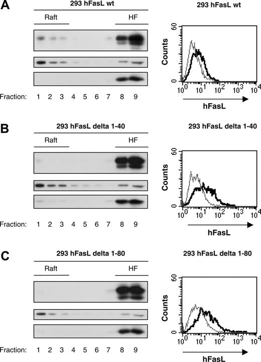 Figure 3. Deletion of the intracellular FasL domain abolishes raft localization of the ligand. PNSs from HEK293 cells stably expressing full-length human FasL (A), FasL delta 1-40 (lacking the N-terminal aa 1-40 (B), or FasL delta 1-80 (lacking the N-terminal aa 1-80 that constitutes the complete intracellular domain) (C) were prepared and then solubilized in Brij 98 detergent before they were subjected to sucrose gradient separation, as described in “Materials and methods.” Western blot analysis of the single gradient fractions was performed with anti-FasL, anti-Fyn (raft marker), and anti-Rab5 (non–raft marker) antibodies. Flow cytometry analysis of FasL expression was performed on each cell line to ensure that the deletion mutants FasL delta 1-40 and FasL delta 1-80 were properly expressed at the cell surface. The thin line indicates secondary antibody alone, thick line, Anti–FasL antibody (Nok-1) plus secondary antibody.