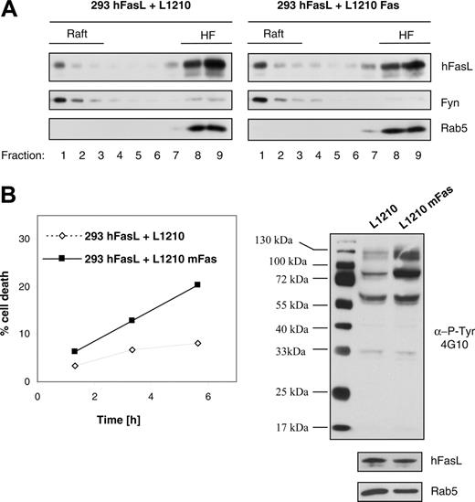 Figure 4. Inducible translocation of FasL into lipid membrane rafts. (A) HEK293 cells expressing hFasL were cocultured with L1210 cells (no Fas receptor; left panel) or with L1210 cells stably transfected with Fas (right panel) for 80 minutes at 37°C before solubilization in Brij 98 and were subjected to sucrose gradient separation. Single fractions were analyzed by Western blot with anti-FasL, anti-Fyn, and anti-Rab5 antibodies. (B) Samples were taken at different time points from the same coculture experiments described in panel A to quantify cell death in the target cell population (L1210 and L1210 Fas cells) by flow cytometry analysis (sub-G1 content; left panel). In addition, after 80 minutes of coculture, total protein lysates were prepared from an aliquot of the cells. Western blot analysis with the antiphosphotyrosine antibody 4G10 revealed increased protein phosphorylation in the sample derived from Fas receptor–expressing cells, indicating efficient Fas/FasL interaction (right panel).