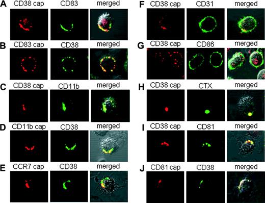 Figure 2. CD38 is laterally associated with functional surface receptors of mMDDCs and colocalizes within GM1+ lipid domains. CD38 (A,C,F-I), CD83 (B), CD11b (D), CCR7 (E), or CD81 (J) capping was induced in LPS-matured MDDCs by ligation with the specific mAb followed by binding with TRITC-conjugated GαMIg (red). FITC-labeled mAbs directed to the second surface receptor or FITC-labeled CTX were then added as indicated (green).