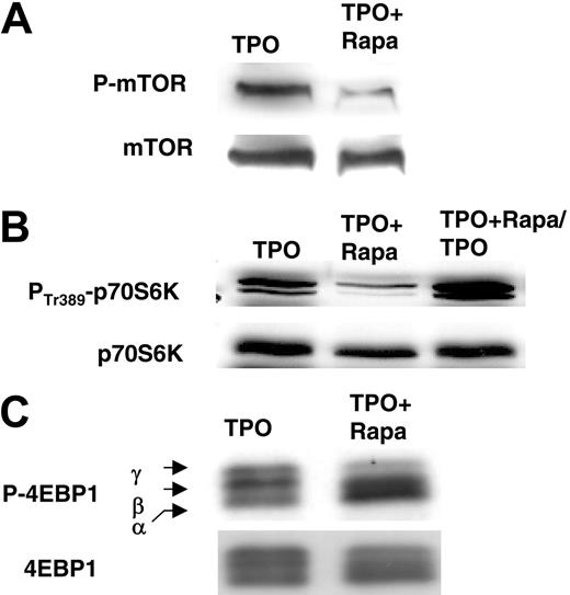 Figure 1. Effect of rapamycin on the phosphorylation of mTOR, p70S6K, and 4E-BP1. CD34+ cells were cultured in the presence of TPO without Rapa (TPO) or with Rapa (100 nM) added to the culture at day 0 and day 3 (TPO + Rapa). Cells were taken at day 6 to perform Western blot analyses. (A) Effect of Rapa on Ser2448 phosphorylation of mTOR. (B) Effect of Rapa on Thr389 of p70S6K. Inhibition of Thr389-phosphorylation by Rapa was reversible as shown after removing the medium containing TPO and Rapa at day 6, washing the cells twice in PBS, and restimulation for 1 day with fresh medium supplemented with TPO alone (TPO + Rapa/TPO). (C) Effect of Rapa on Thr37/46 of 4E-BP1. Accumulation of unphosphorylated (α), phosphorylated (β), and diminution of hyperphosphorylated (γ) forms is shown.