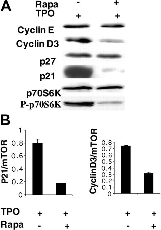 Figure 3. Effect of rapamycin on the expression of different proteins regulating cell cycle. (A) CD34+ cells were cultured in the presence of TPO without Rapa or with Rapa (100 nM) added at day 0 and day 3. Cells were analyzed by Western blot at day 6. To control the effect of Rapa, the diminution of p70S6K phosphorylation was ascertained in each experiment. Two cyclins (E and D3) and 2 inhibitors of the cycle (p21 and p27) were studied. The diminution of only cyclin D3 and p21 was detected. (B) Real-time RT-PCR was used to quantify p21 and cyclin D3 mRNA in MKs at day 6 of culture. The relative expression of p21 and cyclin D3 was calculated in comparison to mTOR mRNA, which was stable during Rapa treatment. Results are mean ± SD of triplicate determinations from a representative experiment (n = 4).