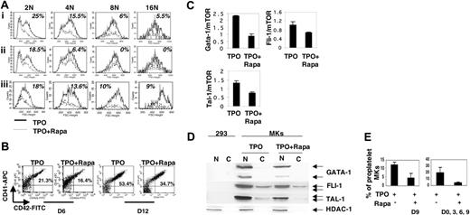 Figure 4. Effect of rapamycin on cell size, differentiation, and proplatelet formation of megakaryocytes. CD34+ cells were cultured in the presence of TPO and Rapa (100 nM) added at different days of culture (TPO + Rapa) or without Rapa (TPO). (A) Effect of Rapa on cell size. MKs were analyzed by flow cytometry, the mean forward scatter height was used as a parameter of cell size and was measured for each ploidy level (from 2N to 16N) determined by propidium iodide staining of MKs. (i) Rapa was added to the culture at day 0, day 3 and day 6. Only MKs expressing CD41 were analyzed on day 9. (ii) Rapa was added to the culture at day 6. Only MKs expressing CD41 were analyzed on day 9. (iii) Rapa was added to the culture at days 0, 3, and 6. Only MKs expressing von Willebrand factor (VWF) were analyzed on day 9. (B) Effect of Rapa on MK differentiation. Rapa was added to the culture at days 0, 3, 6, and 9. On day 6 (D6) and 12 (D12), the percentage of mature MKs expressing CD41 and CD42 antigens was analyzed by flow cytometry. (C) Effect of Rapa on the protein level of 3 transcription factors (GATA-1, FLI-1, and TAL-1) regulating megakaryocytopoiesis. Rapa was added to the MK culture at day 0 and day 3. Western blot analyses were performed at day 6 on nuclear (N) and cytoplasmic (C) protein extracts from total cultures treated or not with Rapa. 293 cells were used as a negative control for GATA-1, FLI-1, and TAL-1 expression and HDAC-1 was used as an internal control of nuclear protein integrity. (D) Effect of Rapa on mRNA level of GATA-1, FLI-1, and TAL-1 was evaluated by real-time RT-PCR at day 6 of culture in the presence or absence of Rapa. The relative expression of these transcription factors was calculated in comparison to mTOR mRNA, which was stable during Rapa treatment. (E) Rapa was added to the culture only at day 9 (D9; left histogram) or at days 0, 3, 6, and 9 (D0, 3, 6, 9; right histogram). At day 9, the cells were seeded at 2 × 103 cell/well in 96-well plate. At day 12, the percentage of MKs forming proplatelets was estimated by counting MKs exhibiting one or more cytoplasmic processes with areas of constriction among 500 cells. Each figure shows one representative analysis of 3 repeated experiments with similar results. Results in panels C and E are the mean ± SD of triplicate determinations from a representative experiment (n = 2).