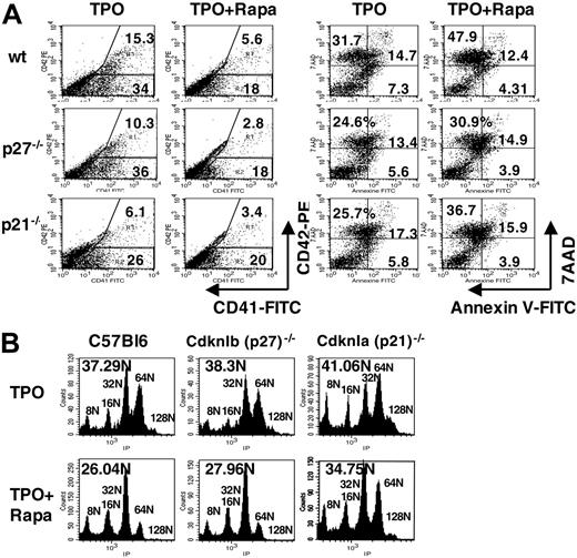 Figure 5. Effect of rapamycin on murine MK differentiation, apoptosis, and ploidization. Murine Lin– cells isolated from wild-type (wt), CdknIa (p21)–/– and CdknIb (p27)–/– mice were cultured in the presence of TPO without Rapa (TPO) or with Rapa (100 nM) added at day 0 and day 3 (TPO + Rapa). Analyses were performed at day 4. (A) Flow cytometry analysis showing the percentage of mature MKs expressing CD41 and CD42 (left panel) and apoptotic cells positive for Annexin V and 7AAD (right panel). (B) DNA content in mature MKs stained with propidium iodide (PI) and analyzed by flow cytometry. The mean ploidy was calculated from the number of cells in each ploidy level. 2N and 4N cells were not considered since they could represent cells other than MK. One representative experiment is shown from 4 performed with wt and 3 performed with CdknIa (p21)–/– and CdknIb (p27)–/– mice.