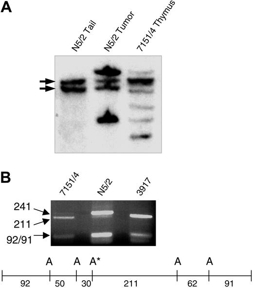 Figure 1. Notch1 mutations in preleukemic thymocytes. (A) Tcrb gene rearrangements in thymocytes from mouse 7151/4 and tumor resulting after transplantation into nude mouse (N5/2). Several oligoclonal rearrangements are evident in the thymocytes, whereas only 2 rearranged bands are seen in the tumor sample. Germ line bands are indicated with arrows. (B) An AluI site in the PEST domain was disrupted by the Notch1 mutation in the N5/2 sample. In 7151/4, the majority of the PCR product was wild type (211 bp), but a faint band (241 bp) indicated a small amount of the mutated allele. Sample 3917 is an SCL/LMO1 tumor that is wild type for the PEST domain used as a control. Restriction map for PEST domain PCR product. A indicates AluI sites; A*, AluI site disrupted by Notch1 mutation. Size of fragments (bp) is indicated below the map.