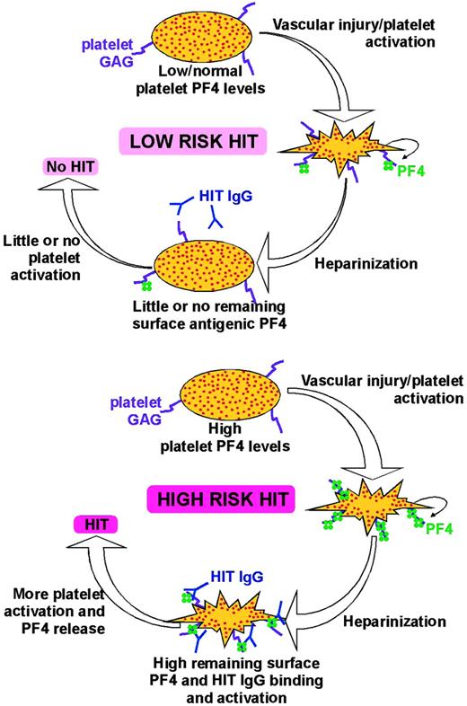 Figure 7. Schematic representation of HIT model. The situation shown in the top panel is more common. Patients have low or normal levels of total platelet PF4, and if they have atherosclerosis or other causes of vascular injury leading to platelet activation and PF4 release, they have relatively low levels of surface PF4 expression. When these patients are heparinized, PF4 is removed, fewer antigenic complexes remain, and there is less likelihood of platelet activation if HIT antibodies develop. These patients are at low risk of HIT. The bottom panel shows the smaller subset of patients with high levels of total PF4 who have suffered significant vascular injury and/or significant platelet activation and have high surface PF4 levels. Upon heparinization, they form and retain significant amounts of antigenic complexes on the platelet surface. If they develop HIT antibodies, they are at high risk of developing HIT.