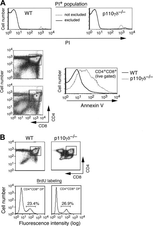 Figure 4. DP thymocytes lacking p110γ and p110δ are prone to apoptosis. (A) Representative flow cytometry profiles of annexin V staining of the PI- population of DP thymocytes live-gated from WT control and p110γδ-/- mice (n = 3). PI staining of the live-gated population of thymocytes was performed first to identify and thus exclude necrotic cells as defined by forward- and side-scatter parameters. Gates in the CD4+ and CD8+ panels indicate the DP thymocyte population gated for analysis of annexin V staining (histogram, which was exclusive of the PI+ staining, as stated). (B) Density plots of DP thymocytes harvested from WT control and p110γδ-/- mice after treatment with BrdU. Representative histograms depict the percentages of DP cells that stained with BrdU (n = 3 for each group).