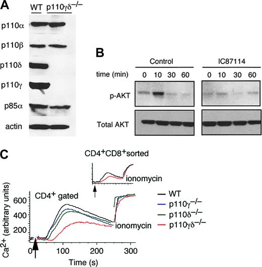 Figure 5. Evaluation for p110δ protein and activity in thymocytes. (A) Representative immunoblots of class 1a and 1b p110 subunits expressed in thymocytes harvested from WT control and p110γδ-/- mice. Western blot of β-actin illustrates equal loading of proteins. (B) Detection of Akt/PKB in Western blots of total lysates from p110γ-/- thymocytes treated with vehicle control or the p110δ-specific inhibitor IC87114 (10 μM) before TCR cross-linking. (C) Ca2+ flux in CD4+-gated thymocytes in WT control, p110γ-/-, p110δ-/-, and p110γδ-/- mice in response to TCR cross-linking. Ca2+ flux in CD4+CD8+-sorted thymocytes from WT control and p110γδ-/- animals is shown for comparison (inset). Data are representative of 3 to 4 separate experiments.