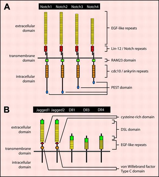 Figure 1. The mammalian Notch receptor and ligand families. (A) The mammalian Notch receptor family comprises 4 members: Notch1, Notch2, Notch3, and Notch4. Notch proteins contain several conserved structural motifs. The extracellular domain contains a variable number of epidermal growth factor (EGF)–like repeats involved in ligand binding, and 3 Lin-12/Notch repeats involved in Notch heterodimerization. The intracellular domain contains a RAM23 motif involved in binding Notch downstream signaling proteins, 7 cdc10/ankyrin repeats also involved in mediating downstream signaling, and a PEST domain involved in Notch protein degradation. (B) The mammalian Notch ligand family consists of 5 members: Jagged1, Jagged2,Dll1, Dll3, and Dll4. Within the extracellular domain, Jagged family members contain a cysteine-rich region likely involved in the control of Notch receptor binding specificity, as well as a von Willebrand factor type C domain likely involved in ligand dimerization. These motifs are not present in Dll family members. Extracellular motifs common to all Notch ligands include a single Delta/Serrate/Lag-2 (DSL) domain involved in receptor binding, as well as a variable number of EGF-like repeats that may stabilize receptor binding.