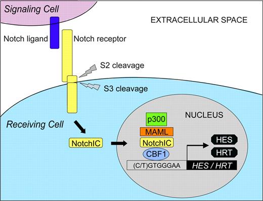 Figure 2. Ligand-mediated activation of Notch signaling. Notch expressed on the cell surface as a heterodimer is the mature, ligand-accessible form of the receptor. In the absence of ligand binding, heterodimeric Notch receptors are inactive. When Notch ligand binds to Notch receptor on an adjacent cell, a series of proteolytic cleavages occurs (referred to as S2 and S3 cleavages), resulting in release of the Notch intracellular domain (NotchIC) that subsequently translocates into the nucleus. In the absence of nuclear NotchIC, the transcription factor CBF1 binds to the DNA sequence 5′-(C/T)GTGGGAA-3′ within Notch target gene promoters and represses transcription. When Notch signaling is activated, nuclear NotchIC binds to CBF1 and, following recruitment of the nuclear protein MAML, results in the formation of a ternary complex that functions as a transcriptional activator. MAML recruits the histone acetyltransferase protein p300, resulting in histone acetylation and conversion of the local chromatin structure to a form amenable to active transcription, resulting in transcription of various Notch target genes including those belonging to the HES and HRT (HEY) families.